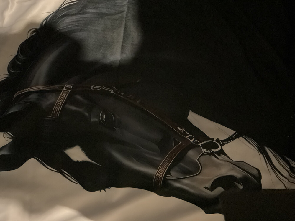 مطلوب سياس خيل ومدربات خيل  - 1