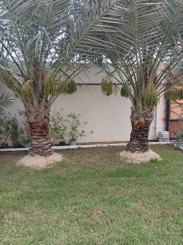 النخل - 3