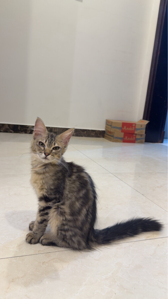 cats for sale  - 2