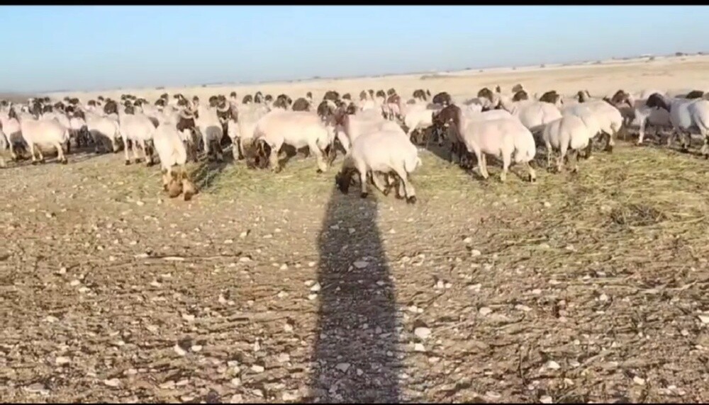 مطلوب شوهات سوريه طيبه - 3