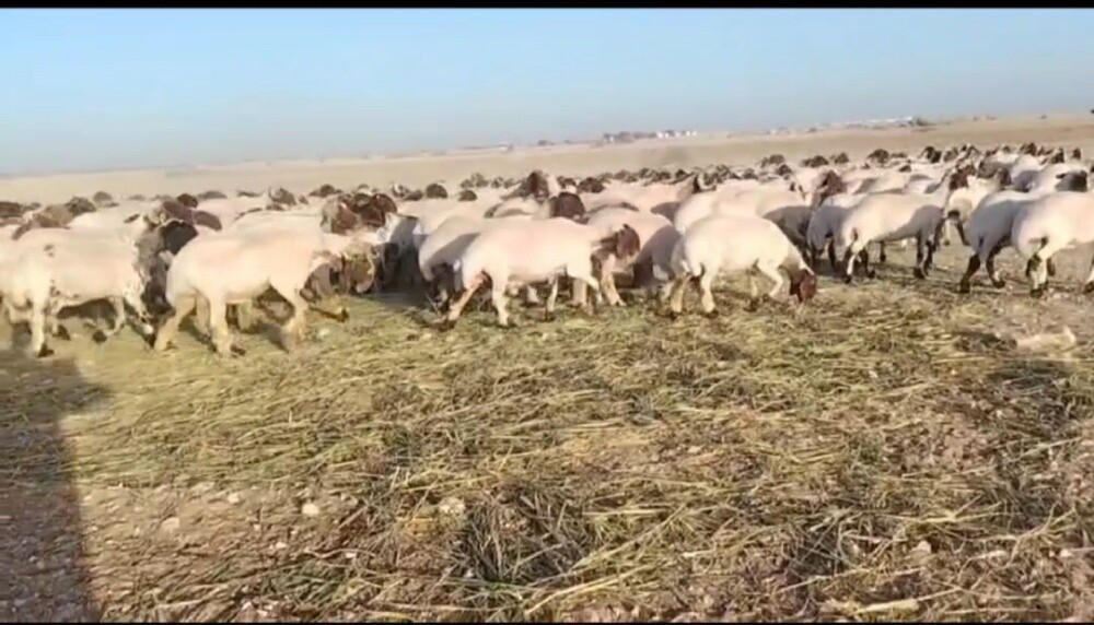 مطلوب شوهات سوريه طيبه - 1