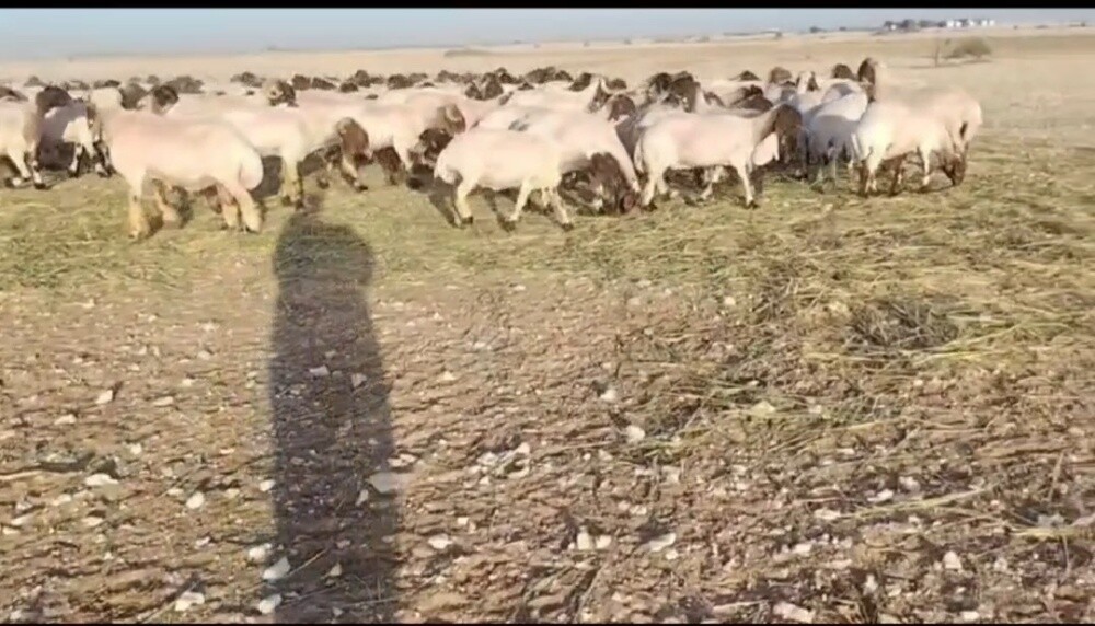 مطلوب شوهات سوريه طيبه - 2
