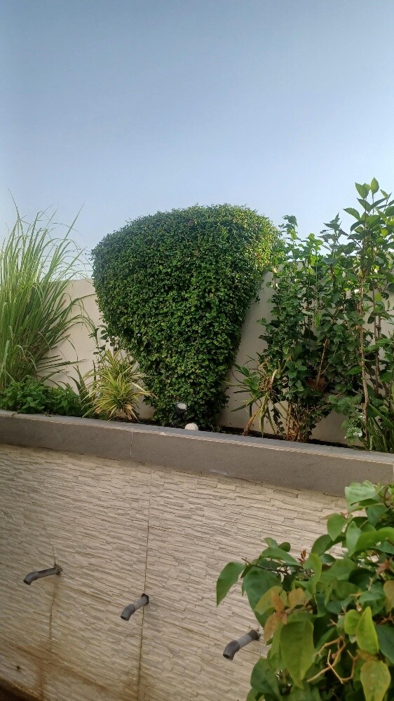 ترتيب وتنظيف الحدائق - 19