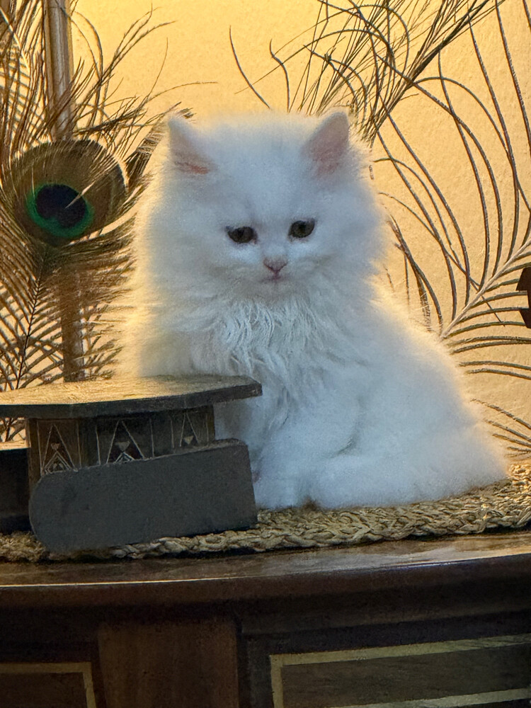 French cat - 3