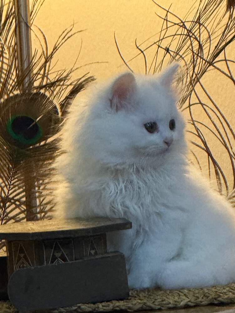French cat - 2