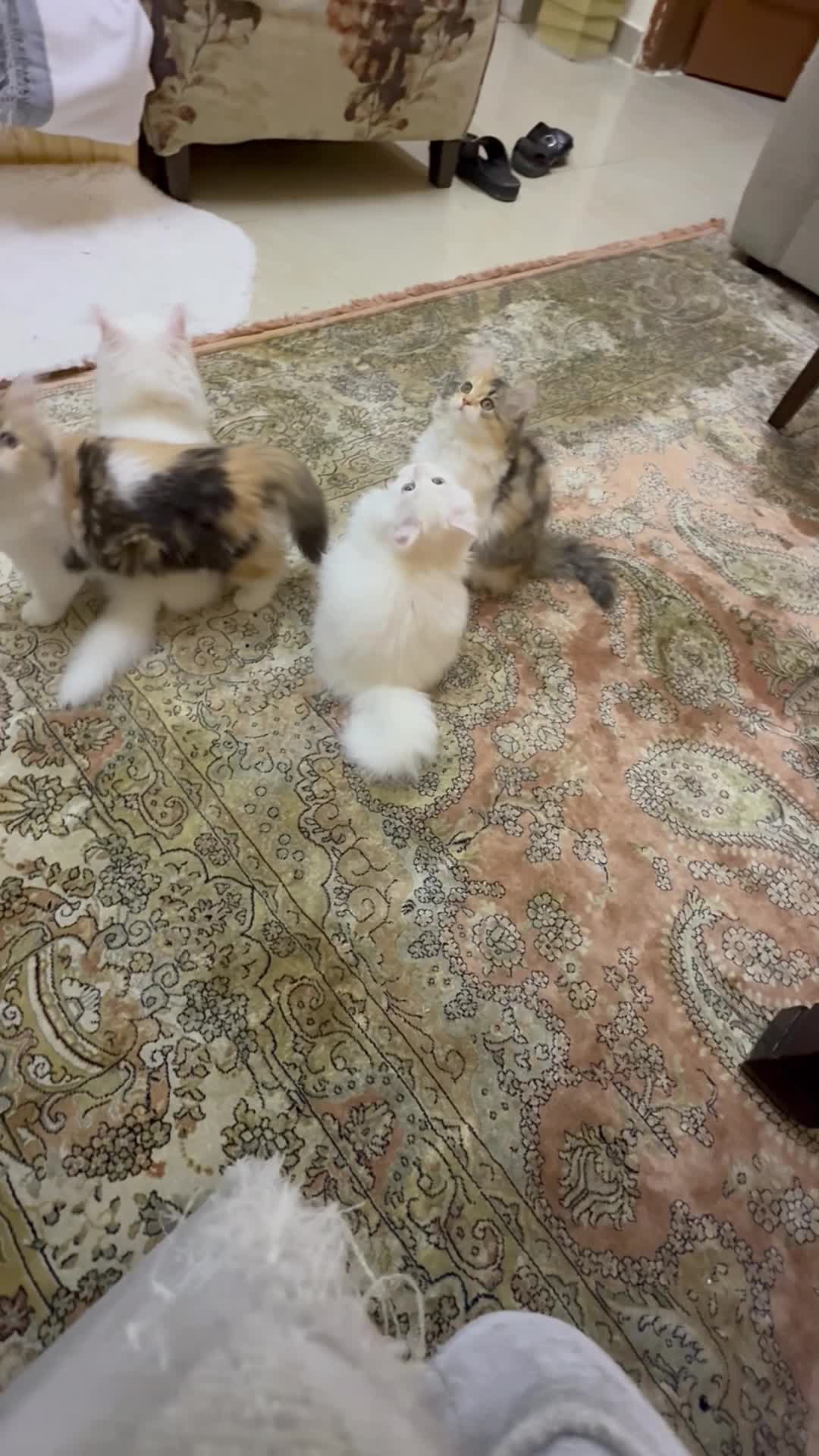 French cat - 1
