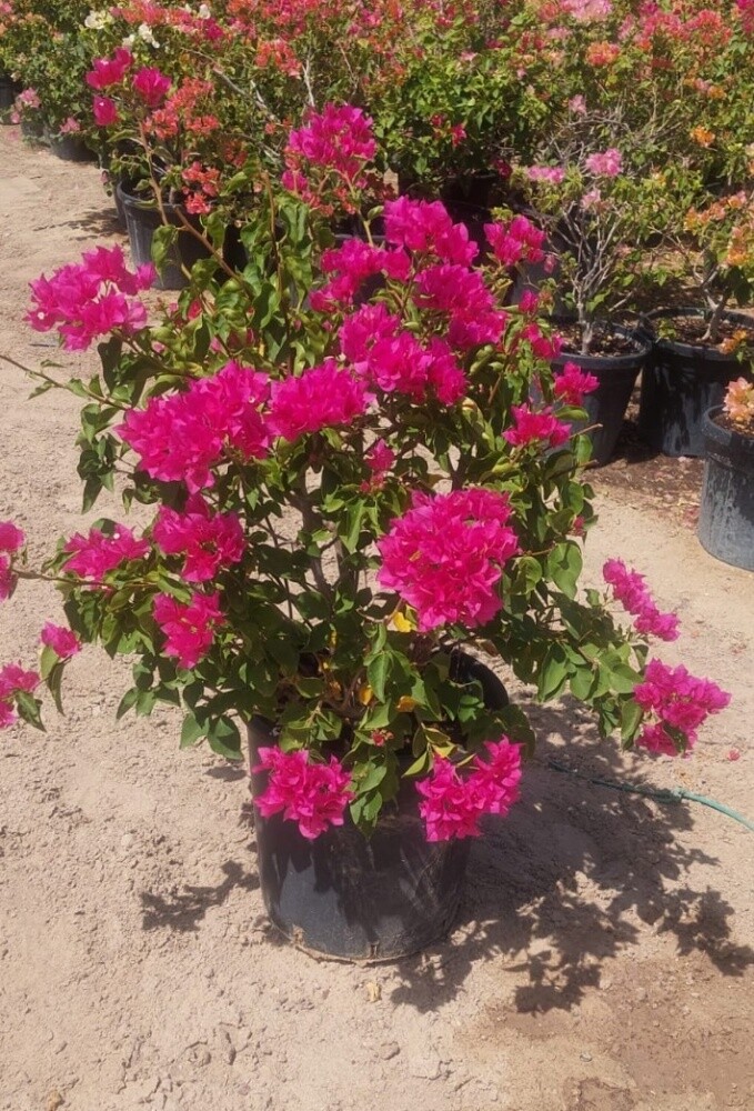 جهنمية - 3