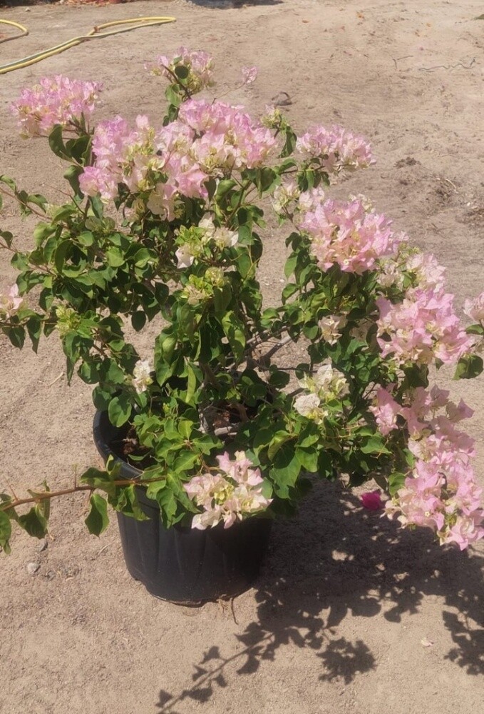 جهنمية - 2