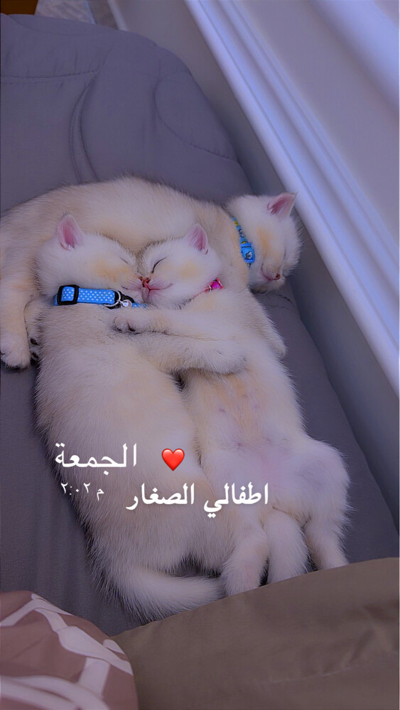  قطط بريطاني  - 4