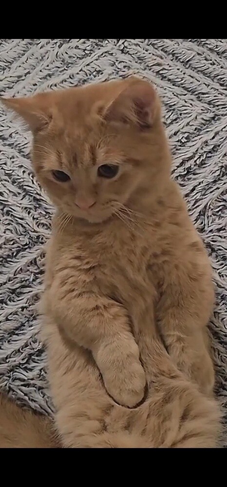 Munchkin cat for mating - 2