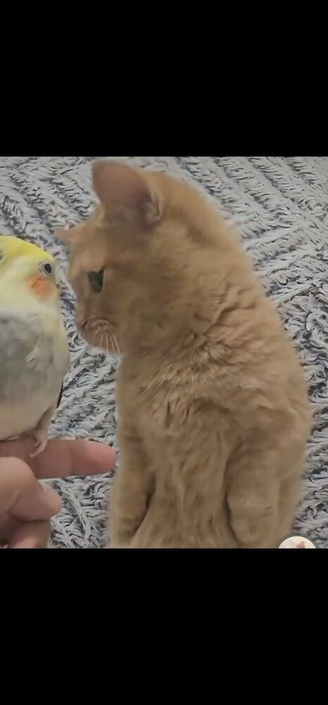 Munchkin cat for mating - 1