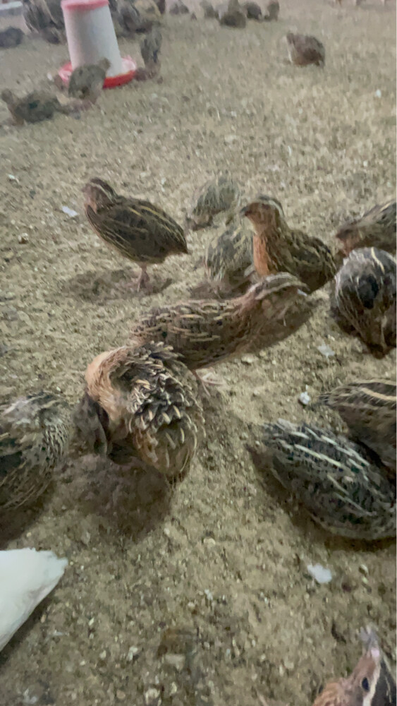 سمان ( فري )  - 4