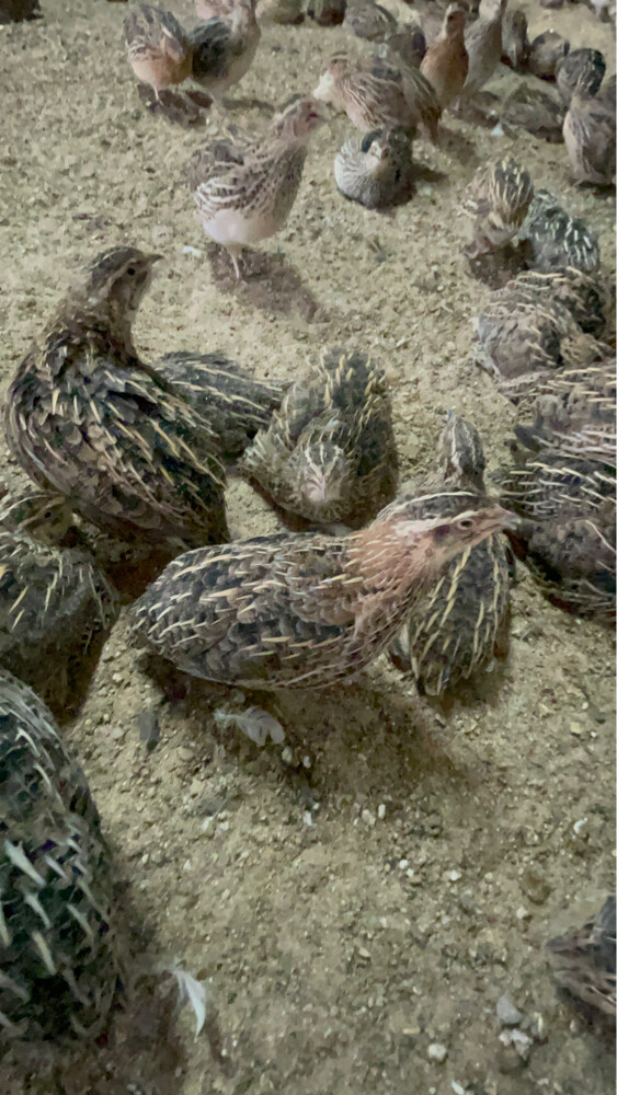 سمان ( فري )  - 5