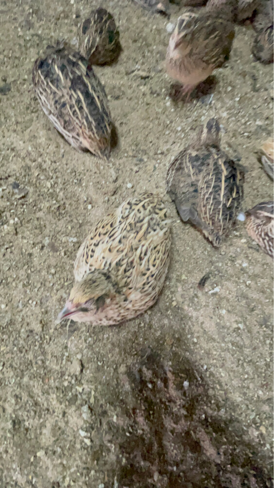 سمان ( فري )  - 2