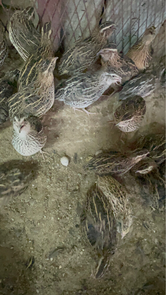 سمان ( فري )  - 1