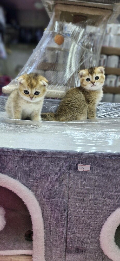سكوتش بيور وبرتش - 1