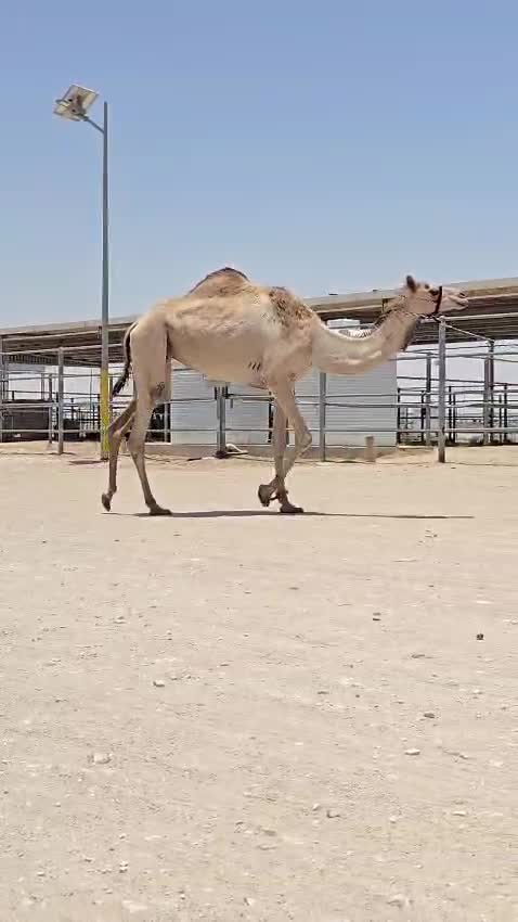 بكر لقحه - 1