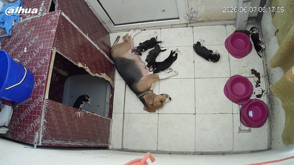 Original Beagle Puppies - 18