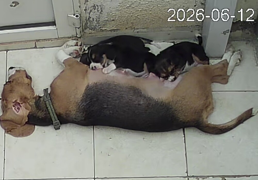 Original Beagle Puppies - 4