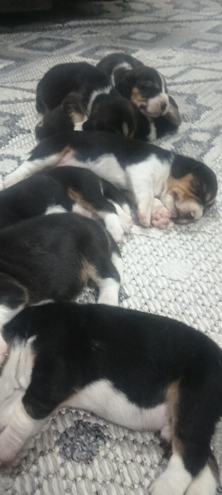 Original Beagle Puppies - 22