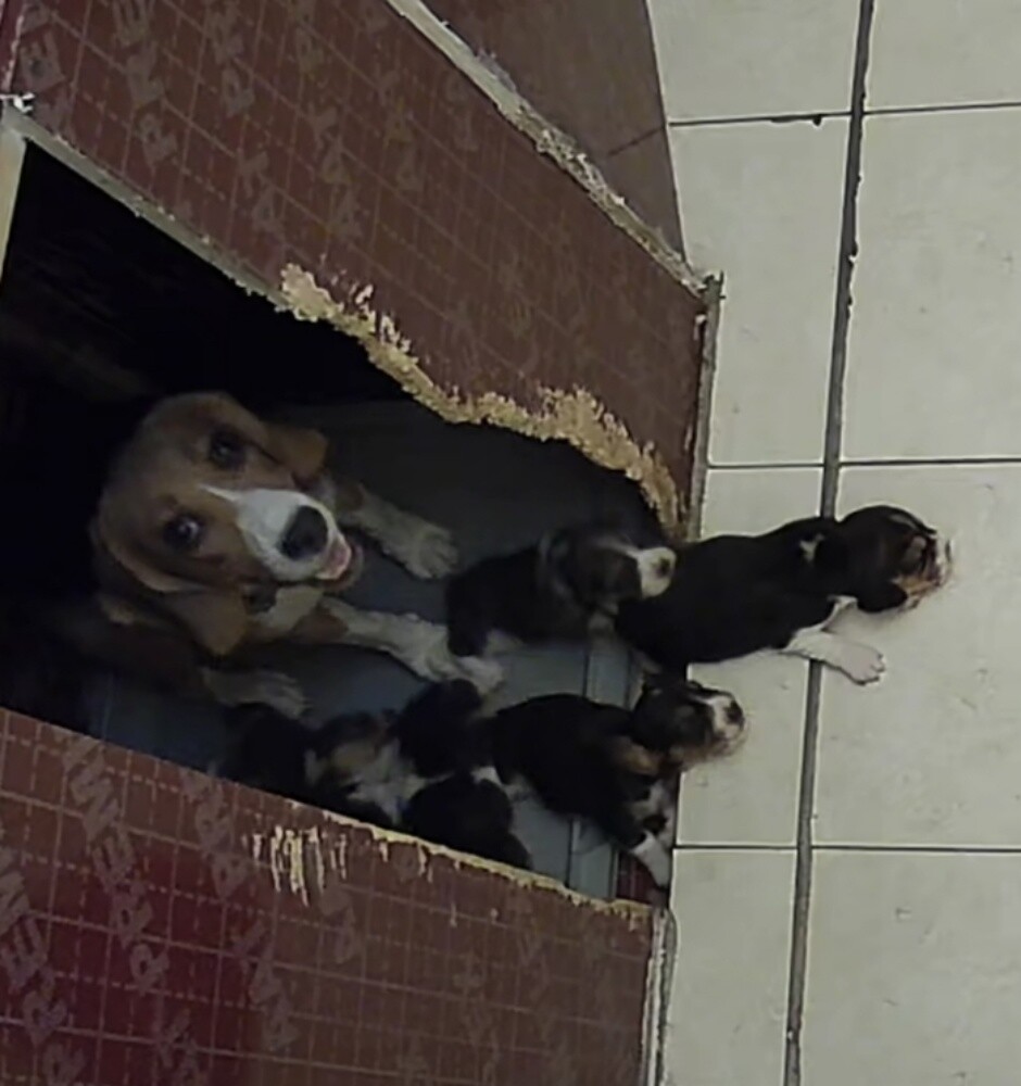 Original Beagle Puppies - 16