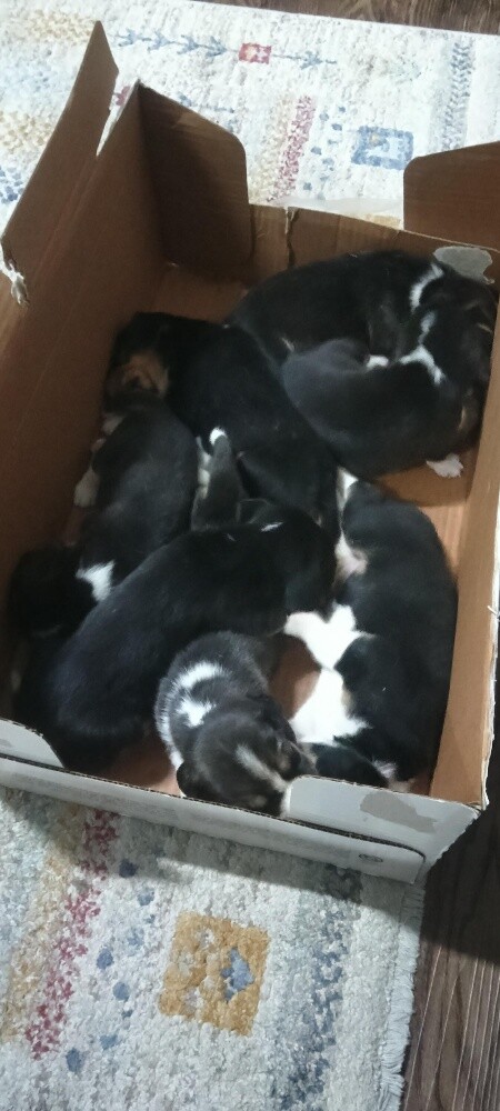 Original Beagle Puppies - 20