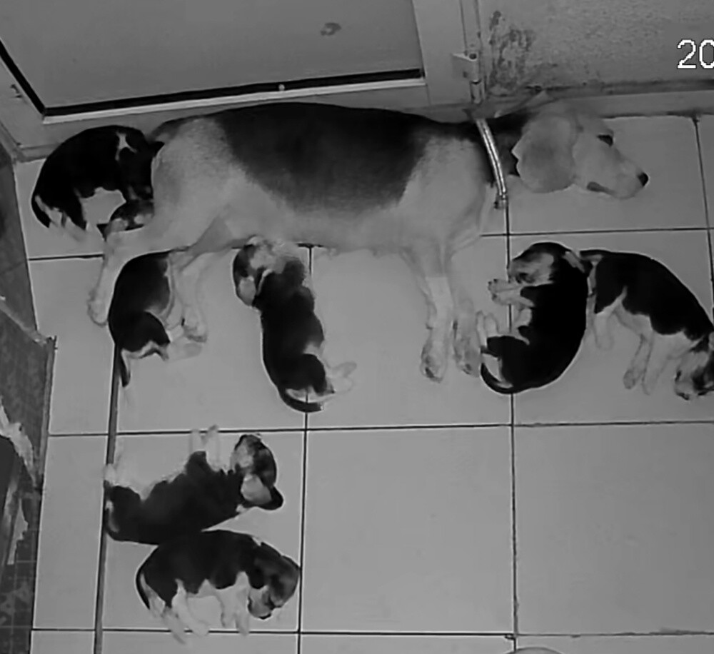 Original Beagle Puppies - 5