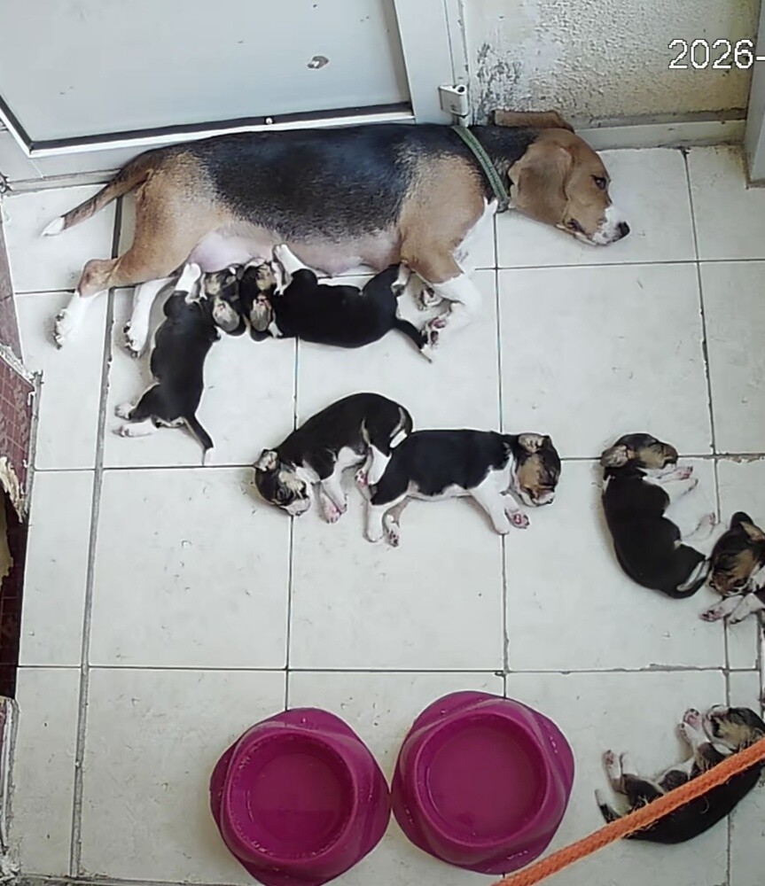 Original Beagle Puppies - 8