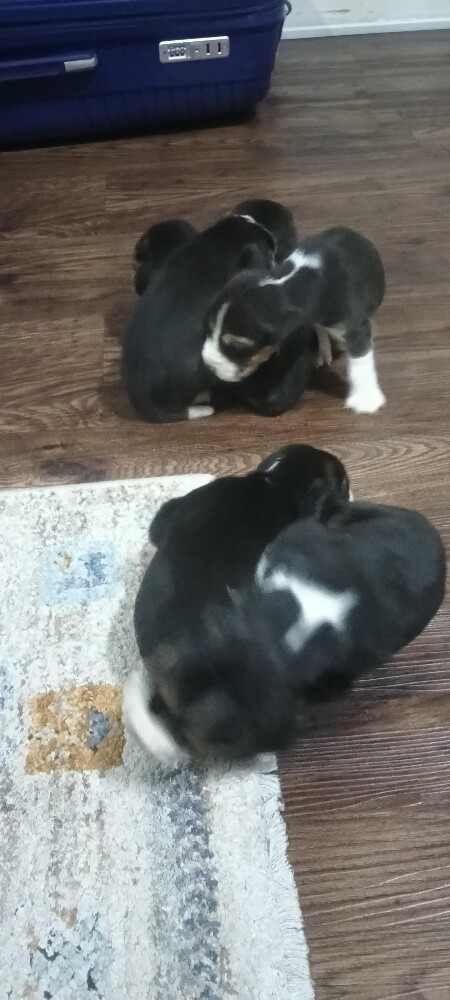 Original Beagle Puppies - 14