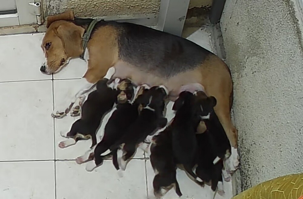 Original Beagle Puppies - 9