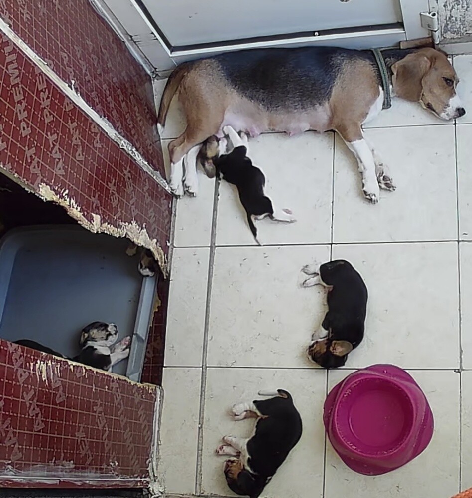 Original Beagle Puppies - 7