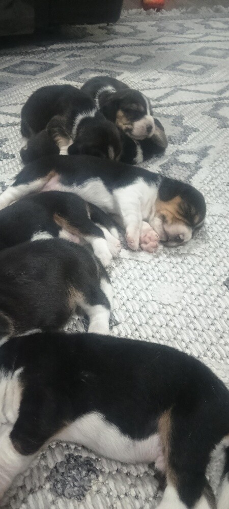 Original Beagle Puppies - 23