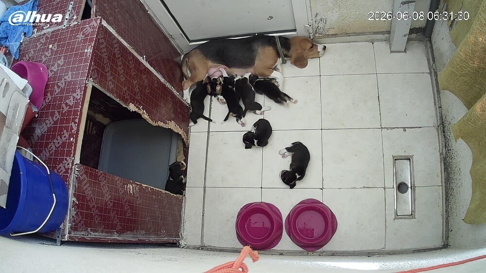 Original Beagle Puppies - 15