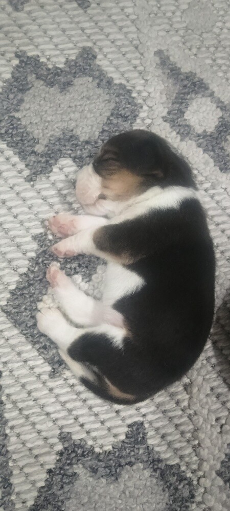 Original Beagle Puppies - 3