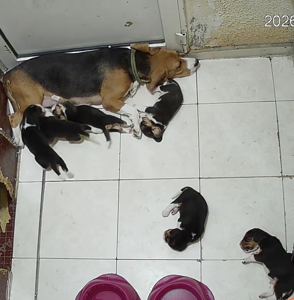 Original Beagle Puppies - 11