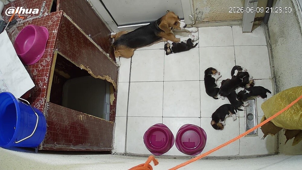 Original Beagle Puppies - 13