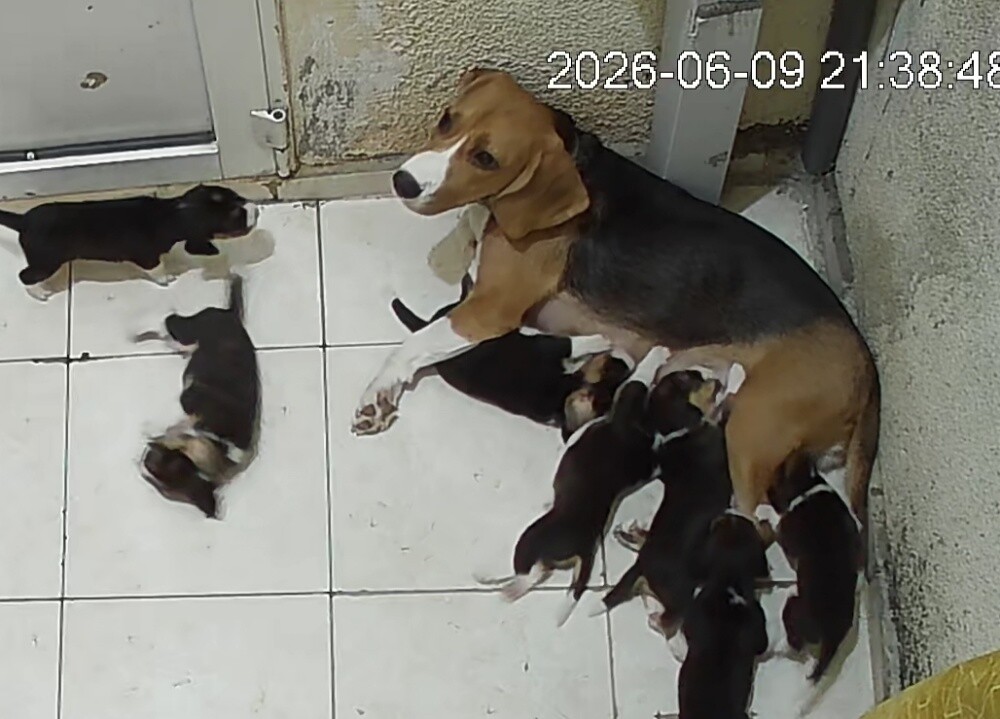 Original Beagle Puppies - 10