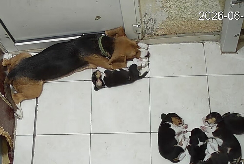 Original Beagle Puppies - 12