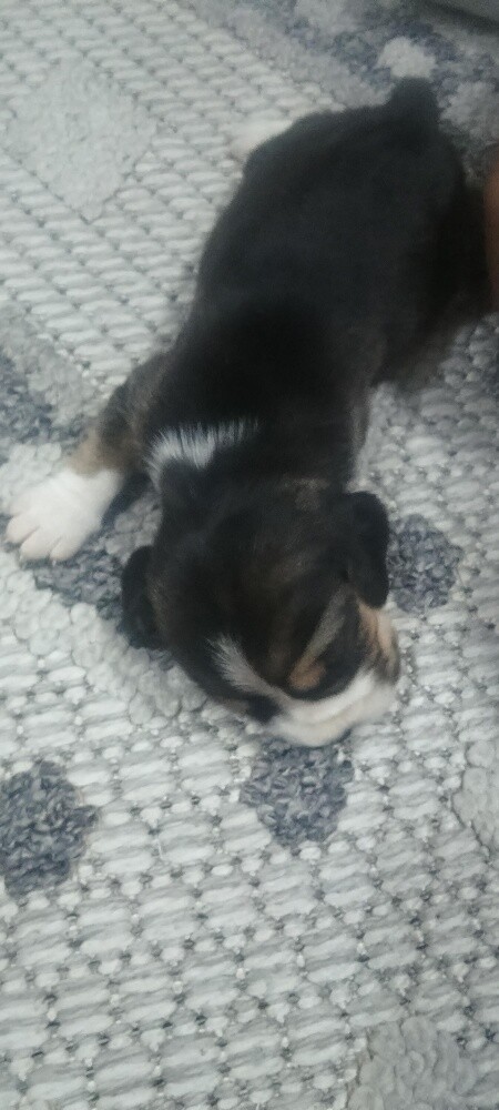 Original Beagle Puppies - 25