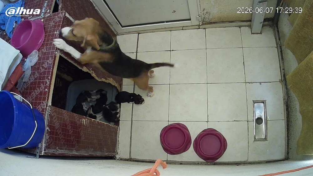 Original Beagle Puppies - 17