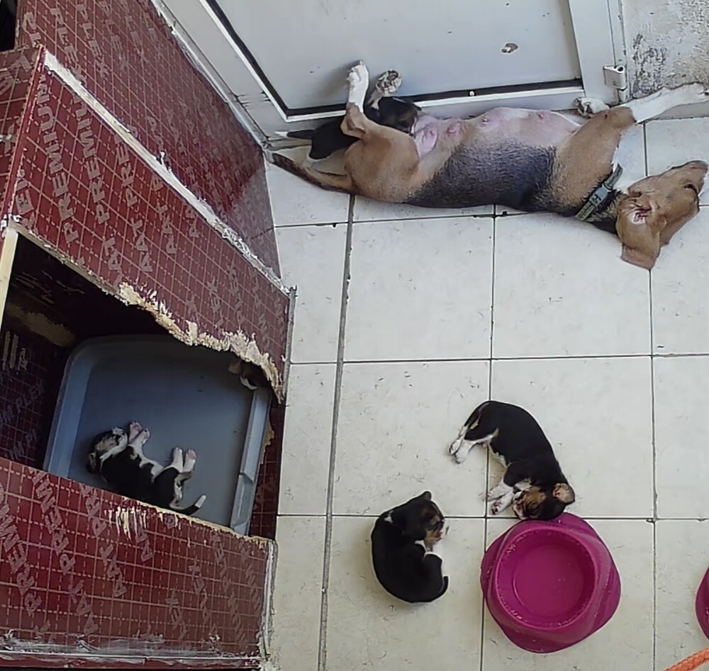 Original Beagle Puppies - 6