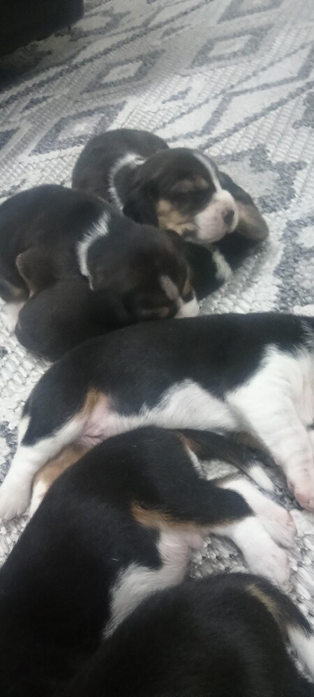 Original Beagle Puppies - 24