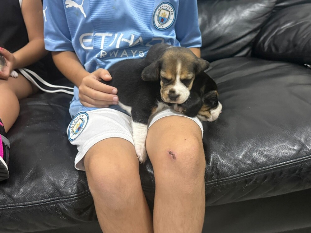 Beagles - 14