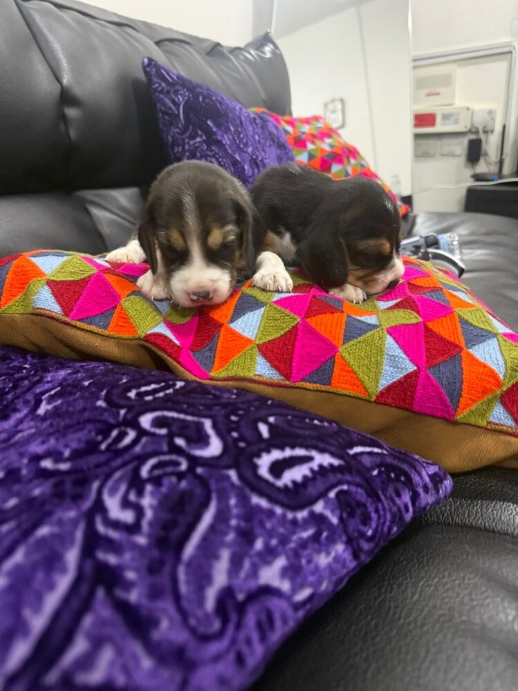 Beagles - 2