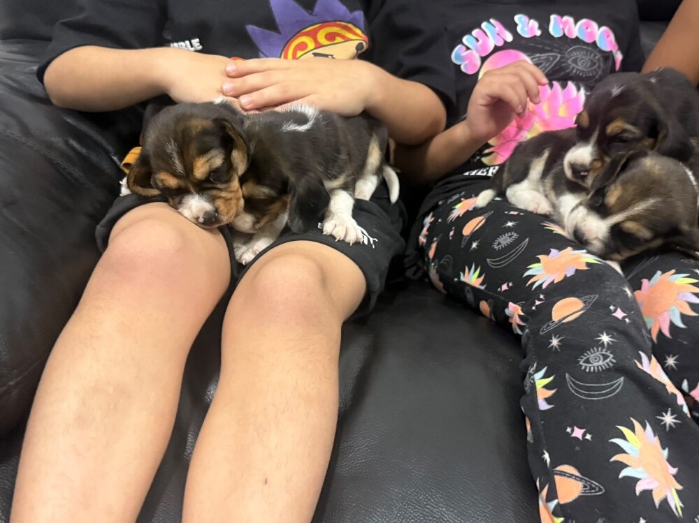 Beagles - 5