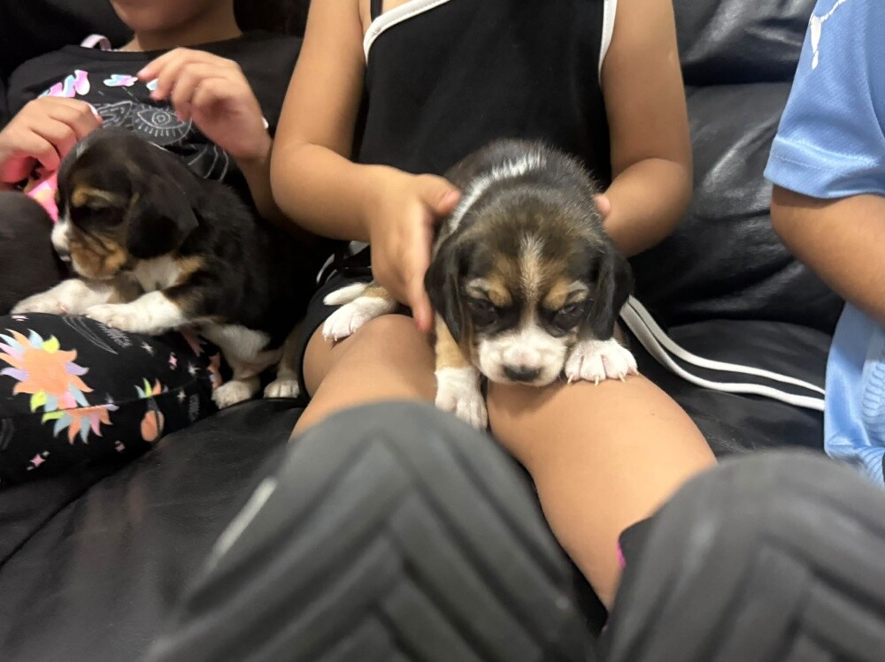 Beagles - 9