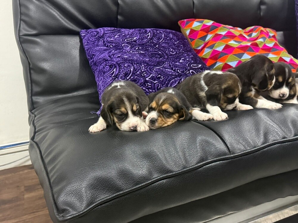Beagles - 18