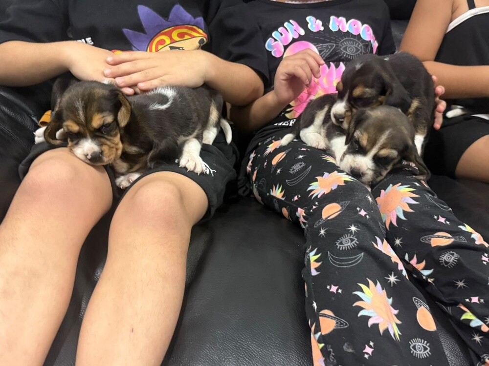 Beagles - 25