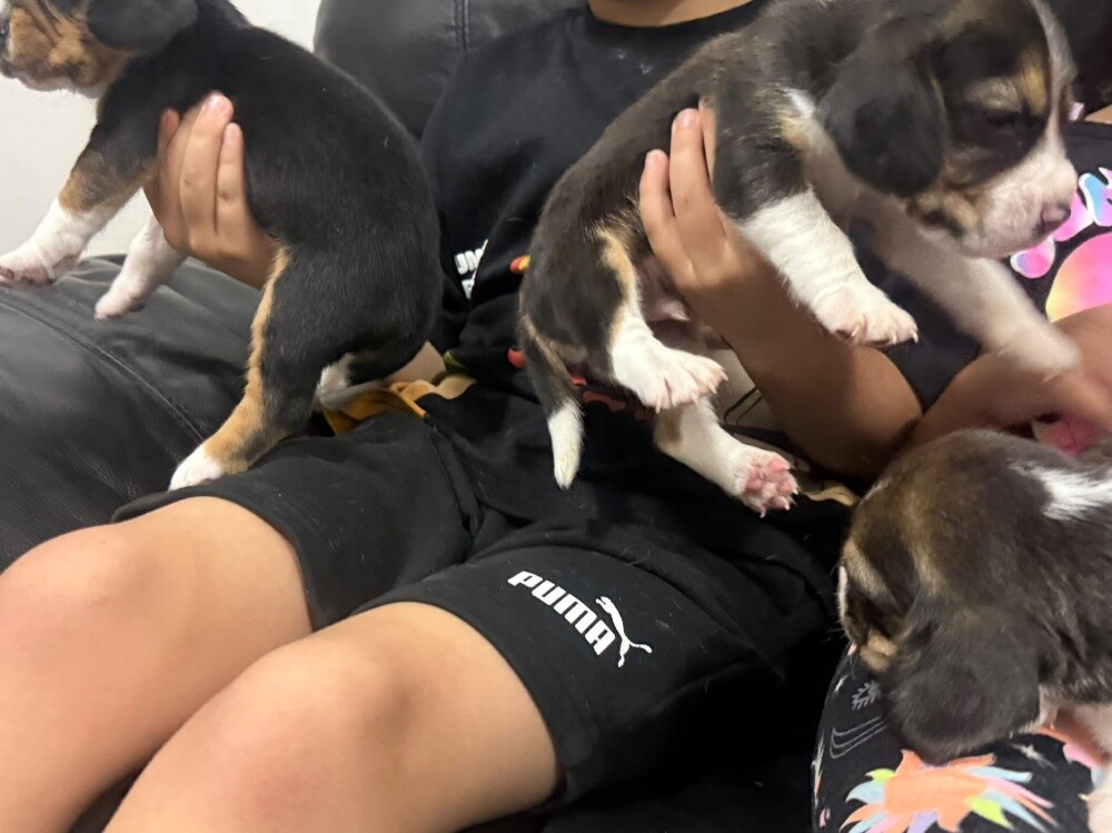 Beagles - 13