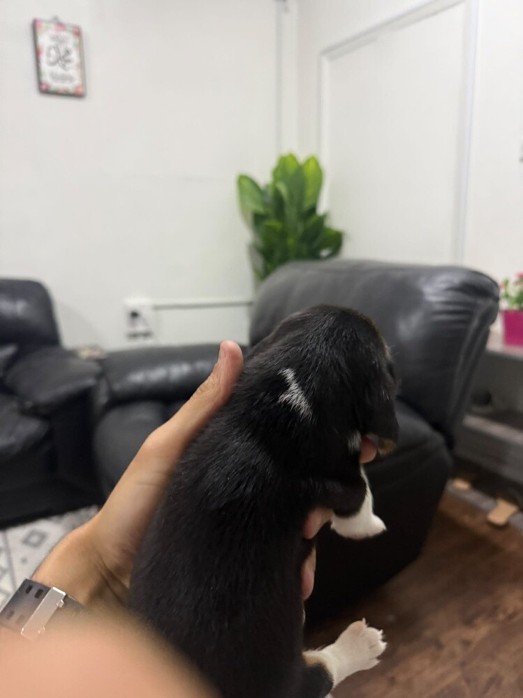 Beagles - 6